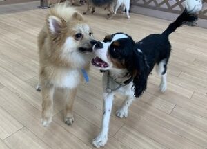 犬ちゃんのじゃれあい