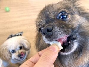 おやつに夢中な犬ちゃん。