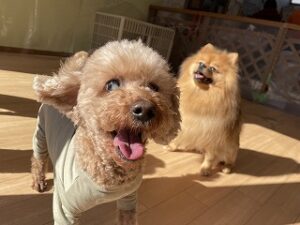 日向ぼっこをしている犬ちゃん。
