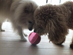 犬達とボール