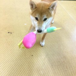 スタッフさんもほしい？