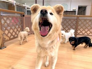 お腹が減ったアピールをする犬ちゃん。