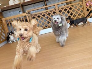 ペットホテルで元気に走り回る犬ちゃん。