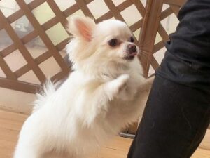 ペットホテルのスタッフさんと遊んでいる犬ちゃん。