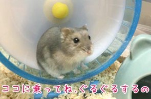 小動物もお預かりします