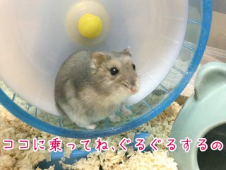 小動物もお預かりします