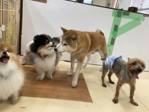 犬ちゃんのご挨拶