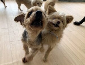 犬のお友達とツーショット