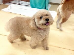 ペットホテルをお散歩中の犬ちゃん。