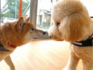 犬ちゃん、はじめましてのご挨拶。