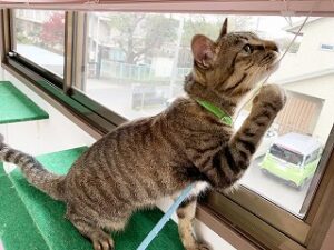 窓の外が気になる猫ちゃん。