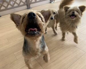 ペットホテルのプレイルームで遊ぶ犬ちゃん