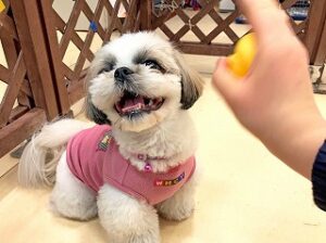 ペットホテルでボール遊びに夢中の犬ちゃん。