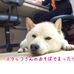 スタッフさんのおそばでうとうと