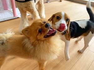 一緒に決めポーズの犬ちゃん。