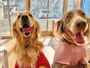 おやつをおねだりする犬ちゃん達。