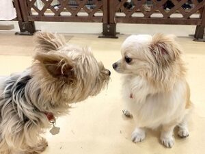 はじめましてのご挨拶をしている犬ちゃん。