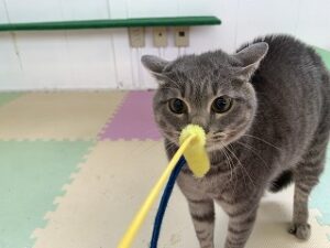 猫じゃらしで遊ぶ猫ちゃん