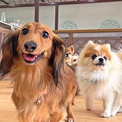 ペットホテルでお散歩中の犬ちゃん。