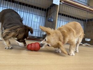 おもちゃで遊ぶ犬ちゃんたち