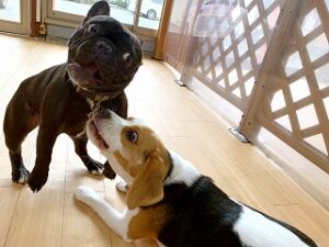 首輪が気になる犬ちゃん。