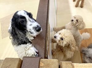 お隣さんにご挨拶している犬ちゃん。