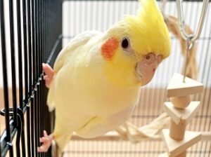 お遊び中のインコちゃん。