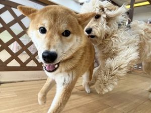 ペットホテルで競争をしてる犬ちゃん。