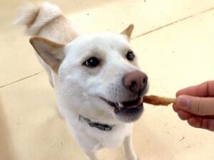 おやつを食べている犬ちゃん。