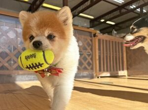 ボールをくわえる
犬ちゃん。
