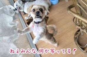 ガラスと犬ちゃん