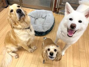 ペットホテルでくつろぐ犬ちゃん。