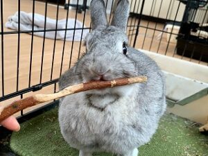 棒をかじっているうウサギちゃん。