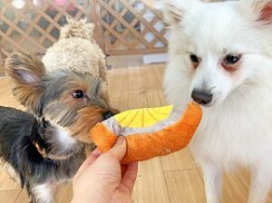 おもちゃが気になる犬ちゃん。