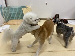 柴犬ちゃん捕まえた