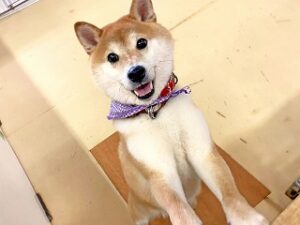 ペットホテルのスタッフさんと一緒に遊びたい犬ちゃん。