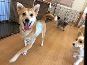 ペットホテルでお友達とかけっこをしている犬ちゃん。