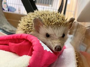 ペットホテルでくつろぐハリネズミちゃん