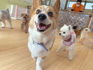 ペットホテルでかけっこをする犬ちゃん。
