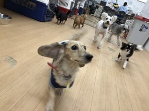 ペットホテルで今日もたくさん遊んだよ