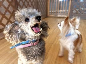 周囲が気になる犬ちゃん。