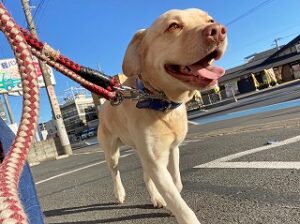 お散歩が大好きな犬ちゃん。