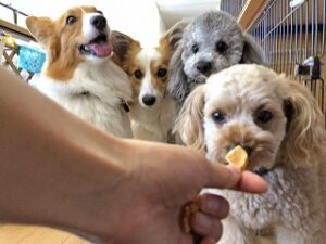 おやつの順番待ちをしている犬ちゃん達。