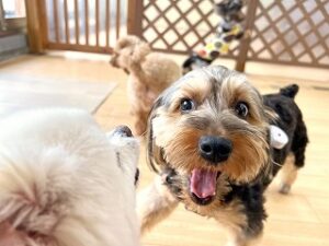 お友達と一緒に遊んでいる犬ちゃん。