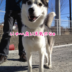 ペットホテル のんびーはうす