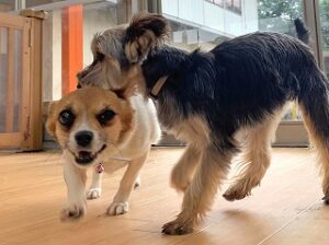 仲良くじゃれあう犬ちゃん達。