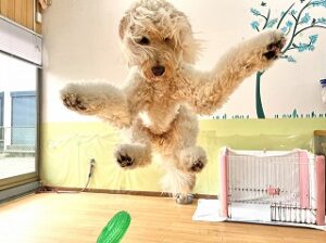 大ジャンプする犬ちゃん。