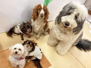 ペットホテルで会議中の犬ちゃん達。