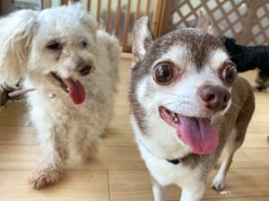 のんびりお散歩を楽しむ犬ちゃん。