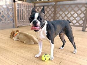 おもちゃで遊ぶ犬ちゃん。